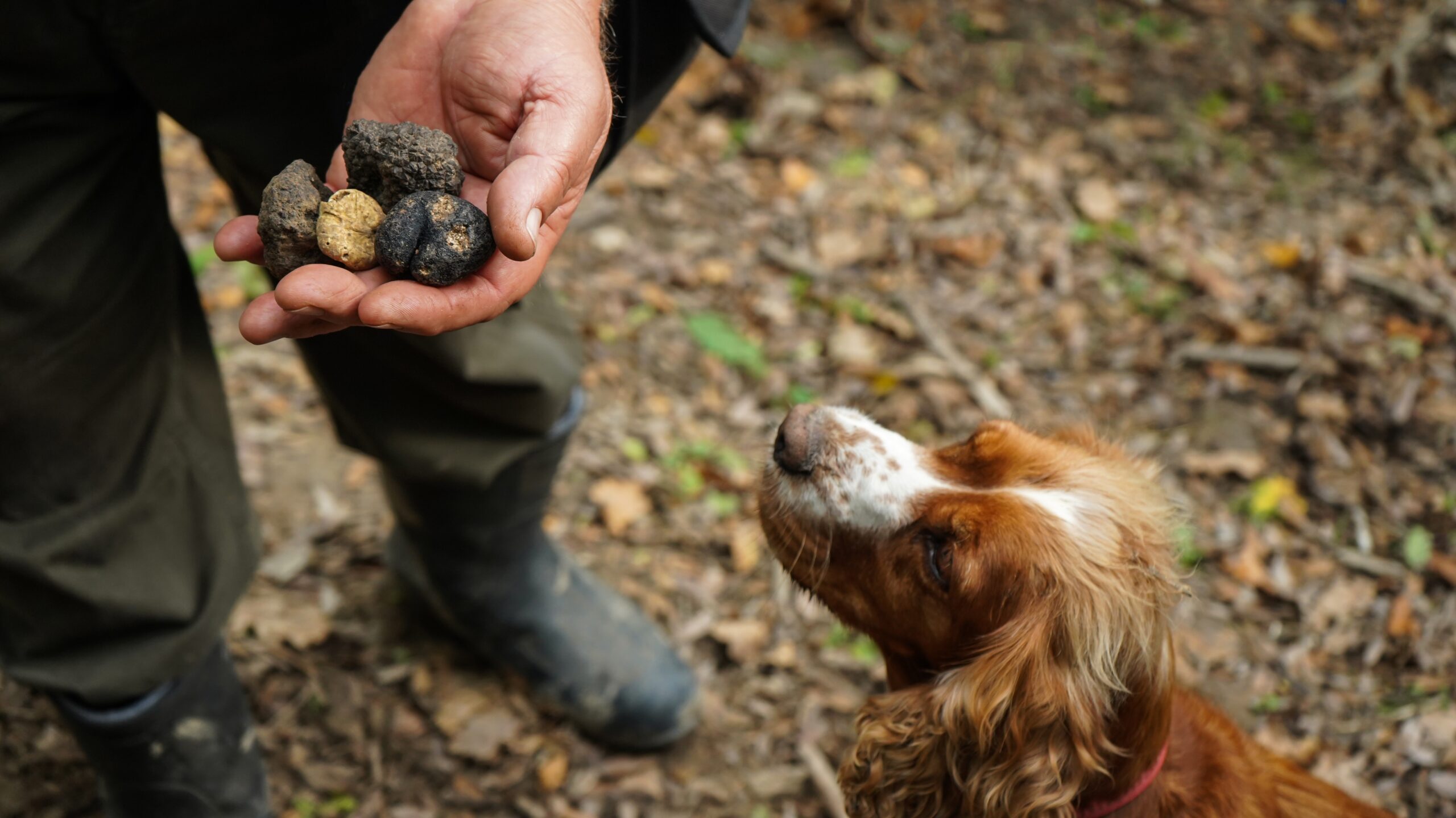 Truffle-hunting dog watches a handler holding freshly found black and white truffles in an Istrian forest.
