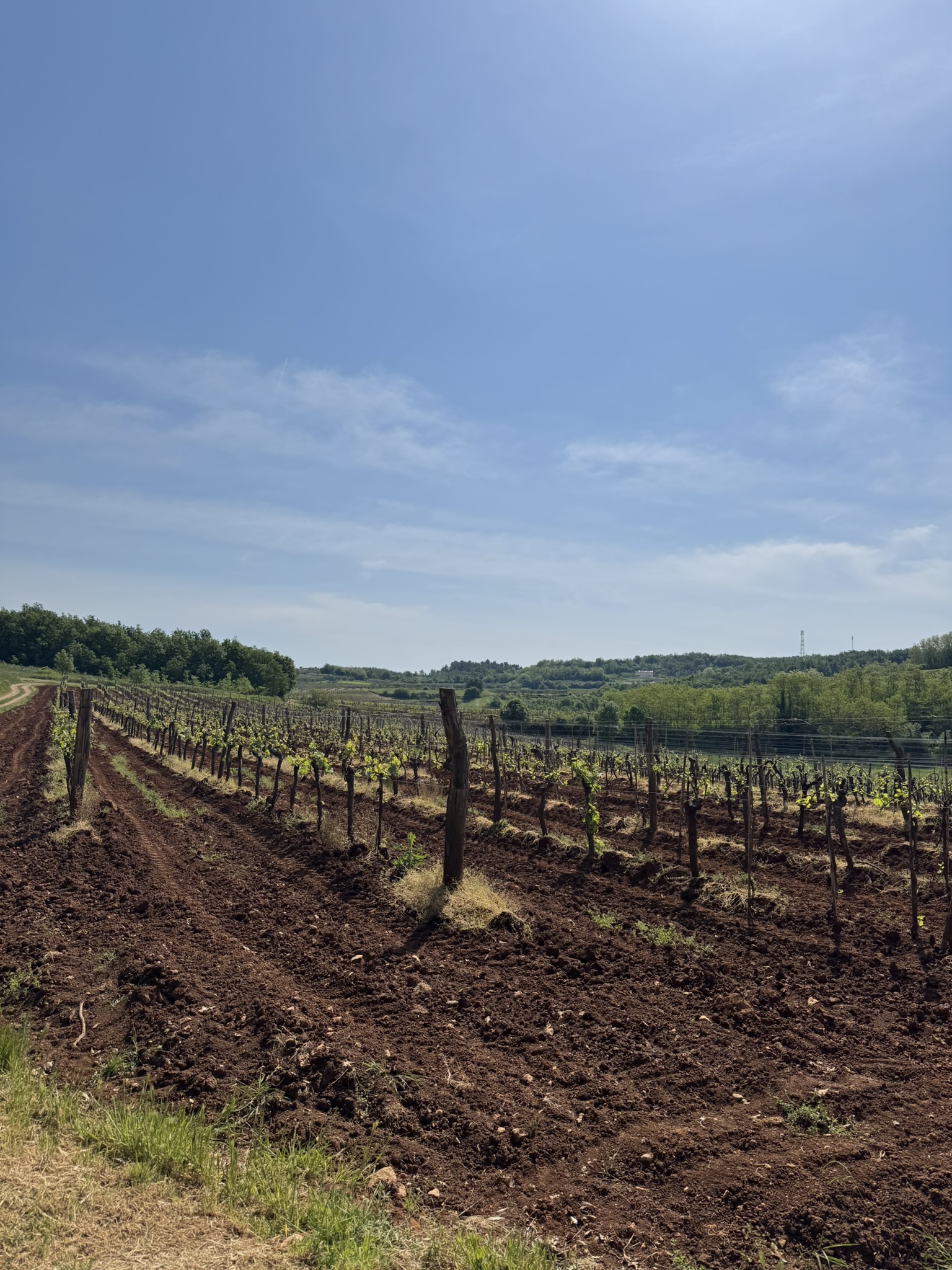 Beautiful panoramic view of the vineyards around Vižinada Beautiful panoramic view of the vineyards around Vižinada