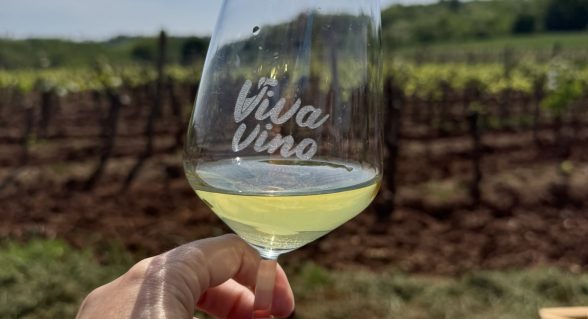 Ein Glas „Viva Vino“ mit Blick auf einen istrischen Weinberg