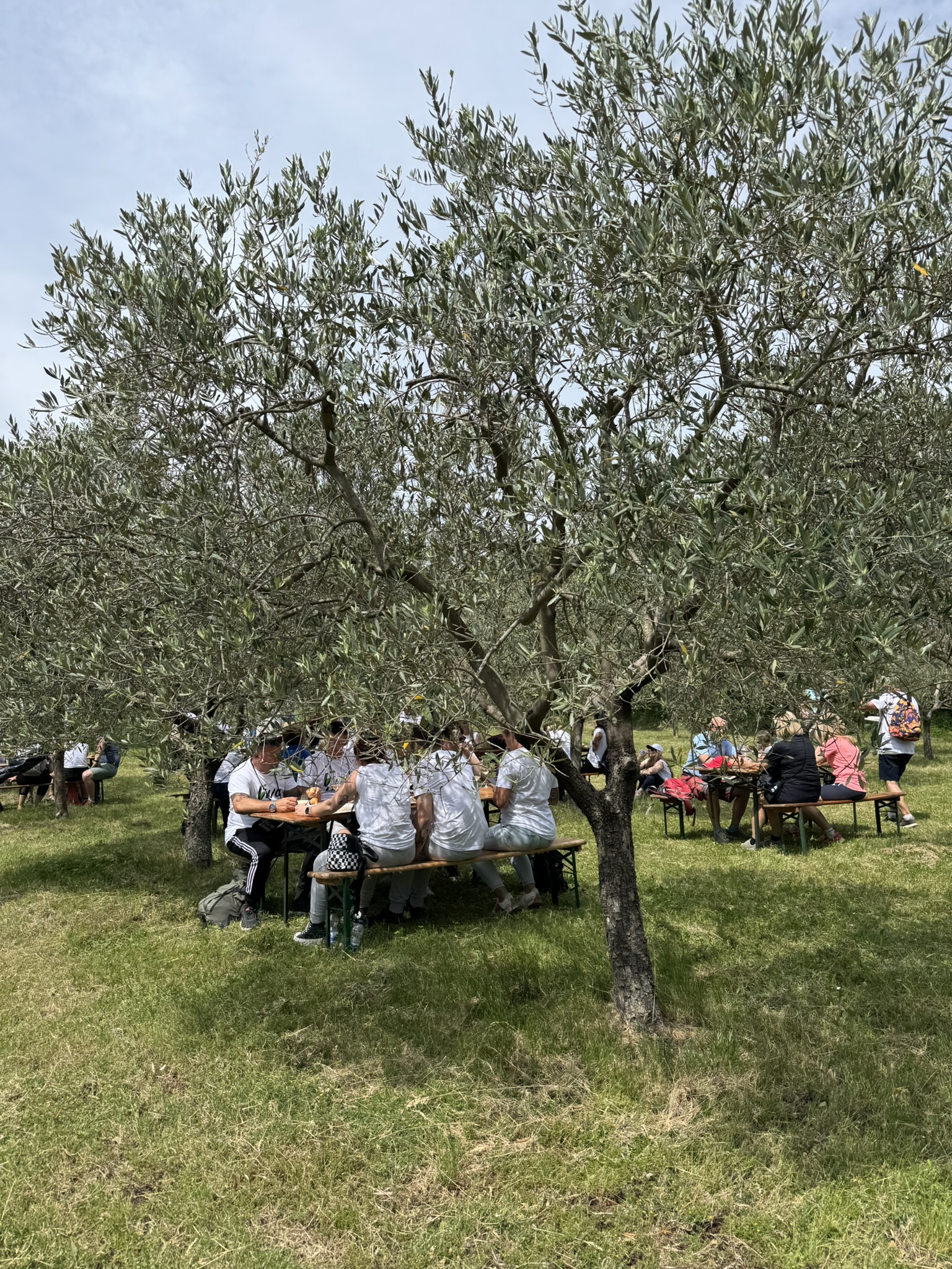 Enjoying gourmet offerings in the shade of olive trees Enjoying gourmet offerings in the shade of olive trees