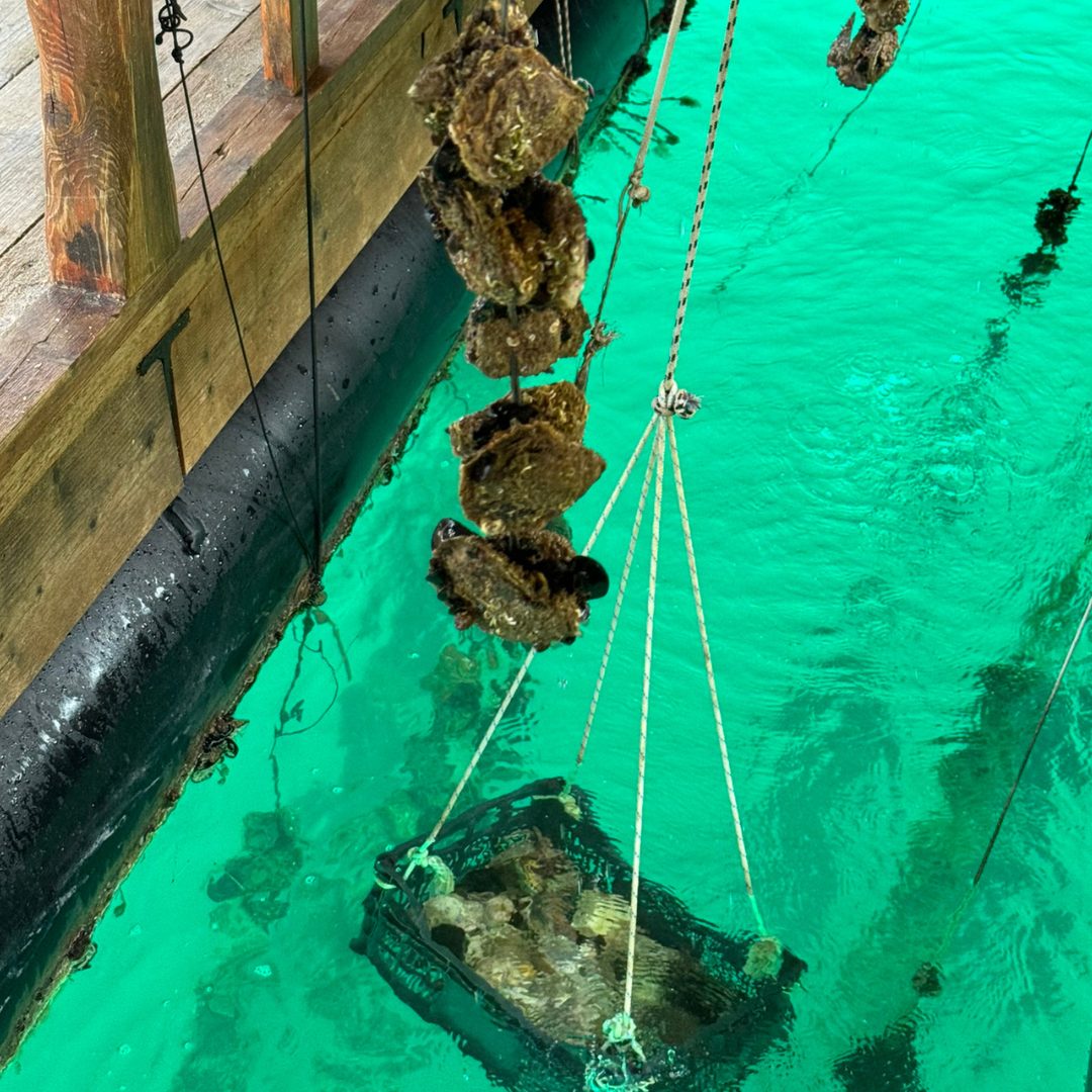 Oysters suspended on ropes and submerged in crystal-clear turquoise water beneath a wooden dock in Mali Ston Oysters suspended on ropes and submerged in crystal-clear turquoise water beneath a wooden dock in Mali Ston