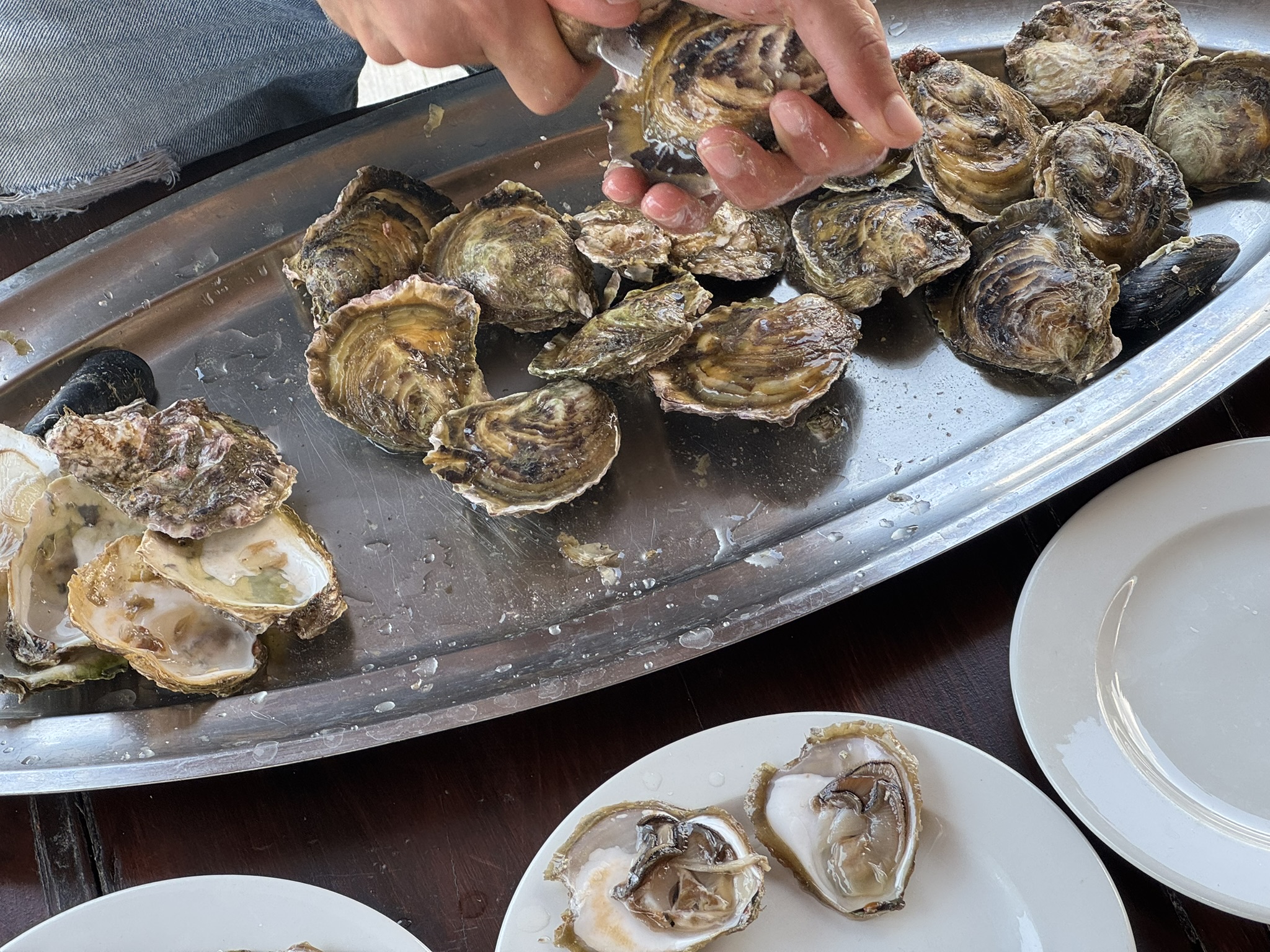 Close-up of a person shucking fresh European flat oysters on a metal tray, with opened oysters served on white plates nearby Close-up of a person shucking fresh European flat oysters on a metal tray, with opened oysters served on white plates nearby