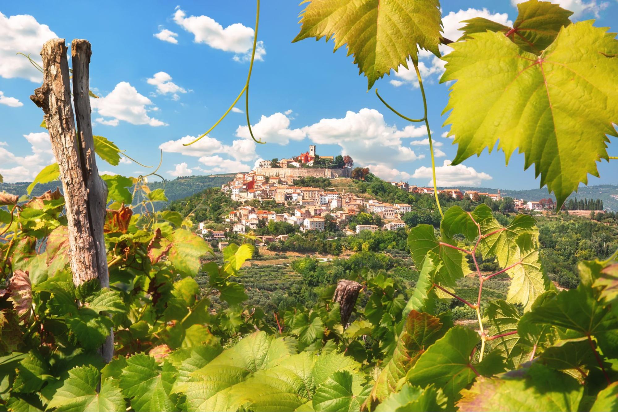 View of Motovun in Istria, surrounded by vineyards and green hills View of Motovun in Istria, surrounded by vineyards and green hills