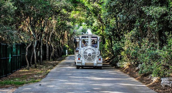 Tourist train driving through Brijuni National Park