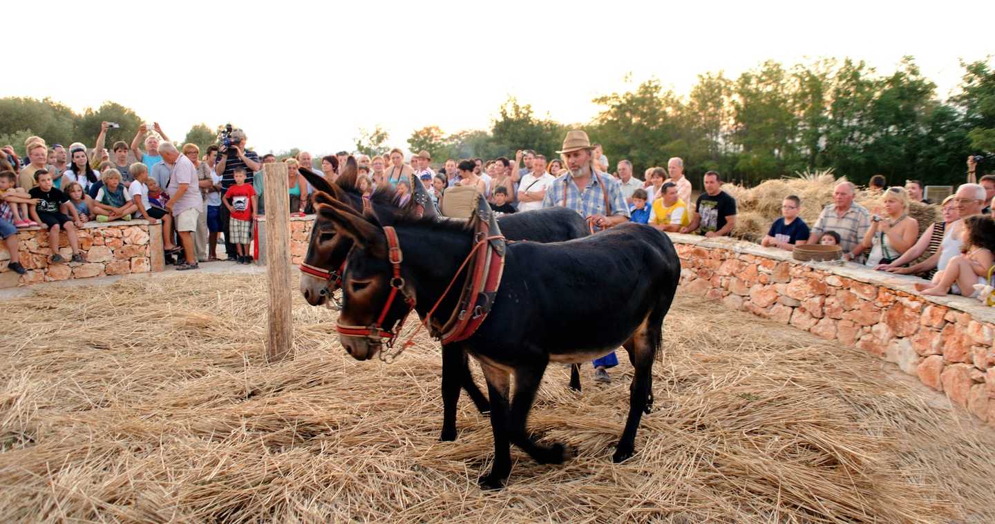 Donkeys at the Tractor Story museum in Poreč