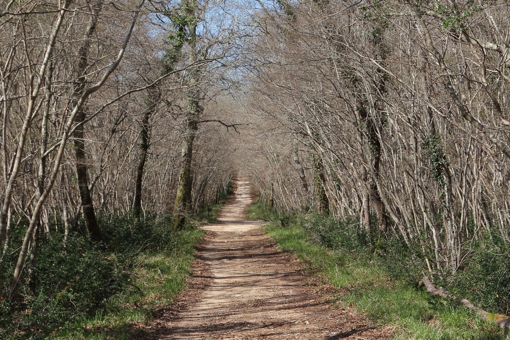 A peaceful woodland trail in Kontija Forest, lined with tall, leafless trees and dappled with sunlight on the earthy path.  A peaceful woodland trail in Kontija Forest, lined with tall, leafless trees and dappled with sunlight on the earthy path.