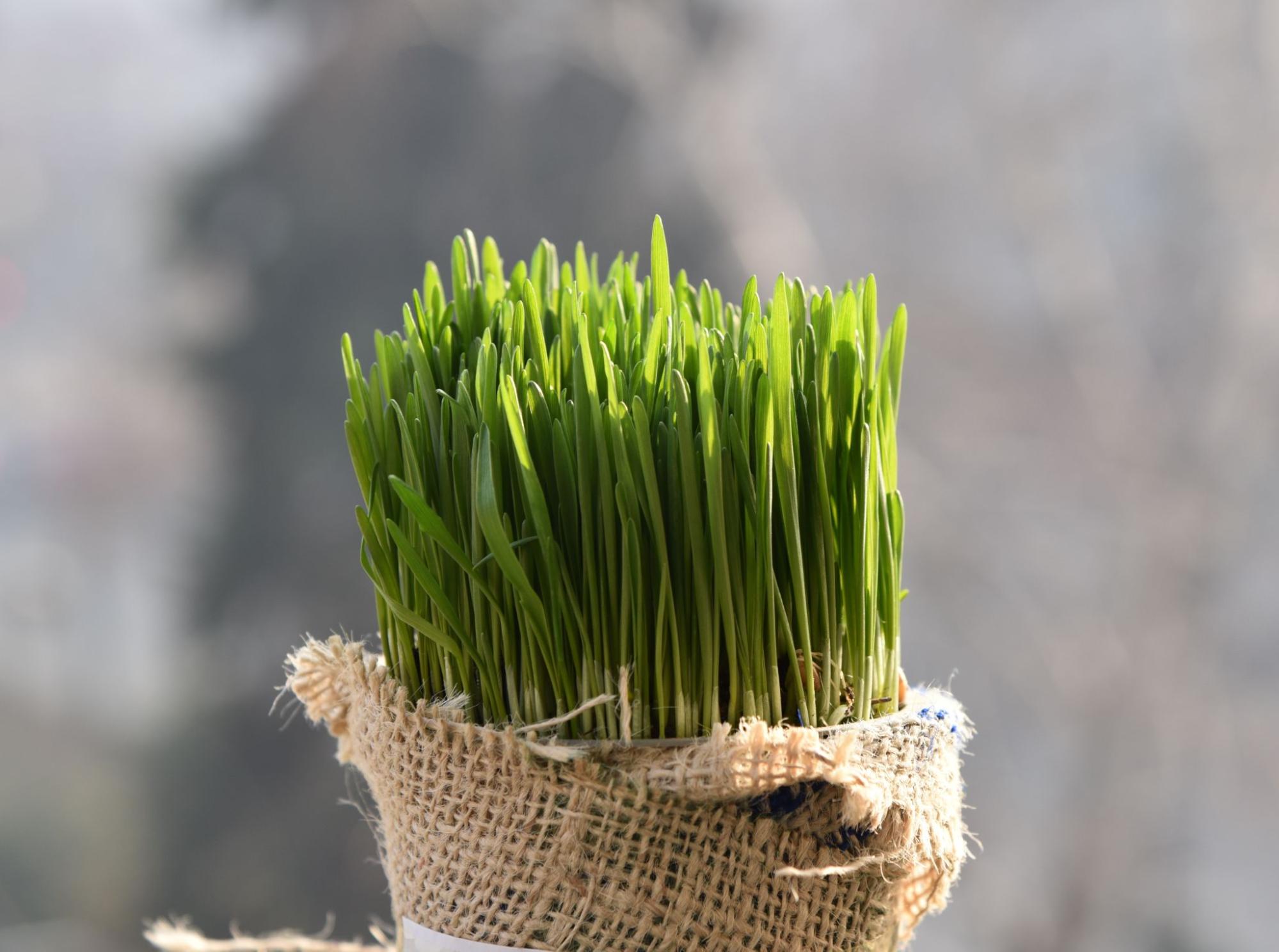 Zarte, in Jute gebundene Weizentriebe auf einem weichen, verschwommenen Hintergrund. Zarte, in Jute gebundene Weizentriebe auf einem weichen, verschwommenen Hintergrund.
