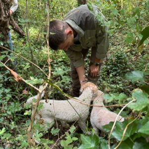 Local truffle hunter and dogs searching for truffles in Istrian woodland