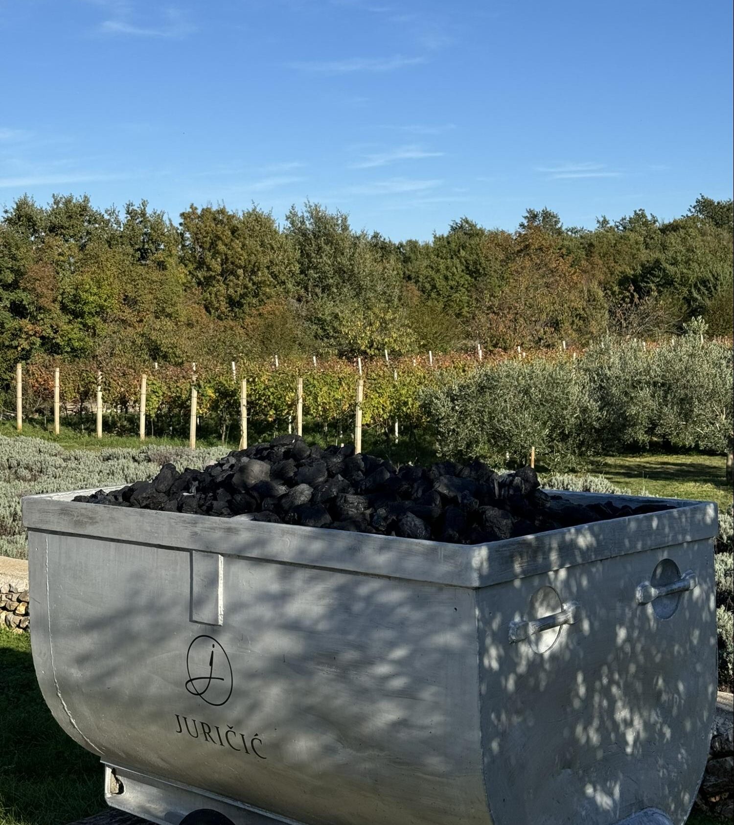 Blick auf die Weinberge mit Olivenbäumen und Lavendel rund um ein Steingefäß auf einem privaten Weingut in Istrien. Blick auf die Weinberge mit Olivenbäumen und Lavendel rund um ein Steingefäß auf einem privaten Weingut in Istrien.