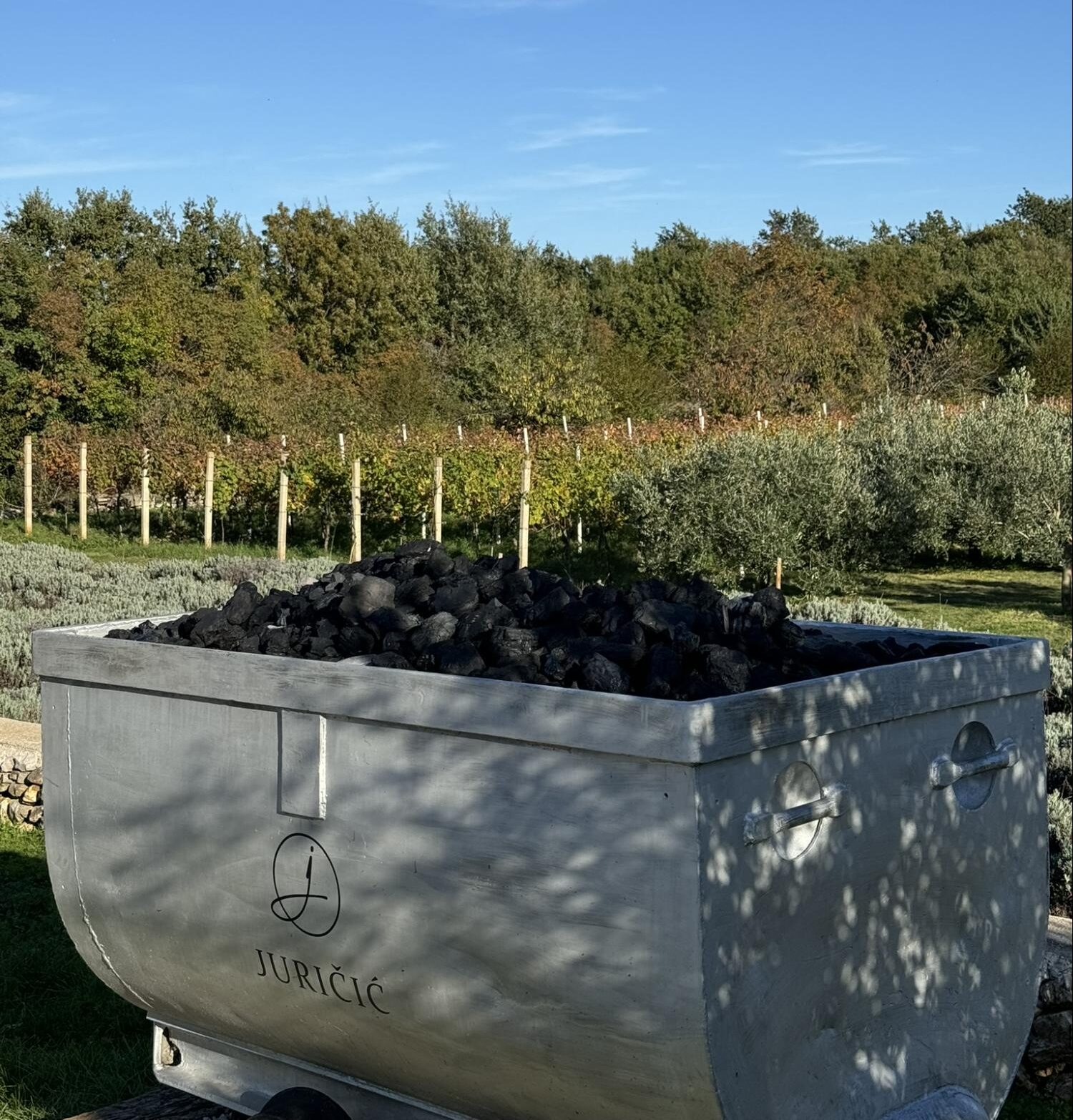 Vineyard landscape with olive trees and lavender surrounding a stone container at a family-run winery in Istria.
