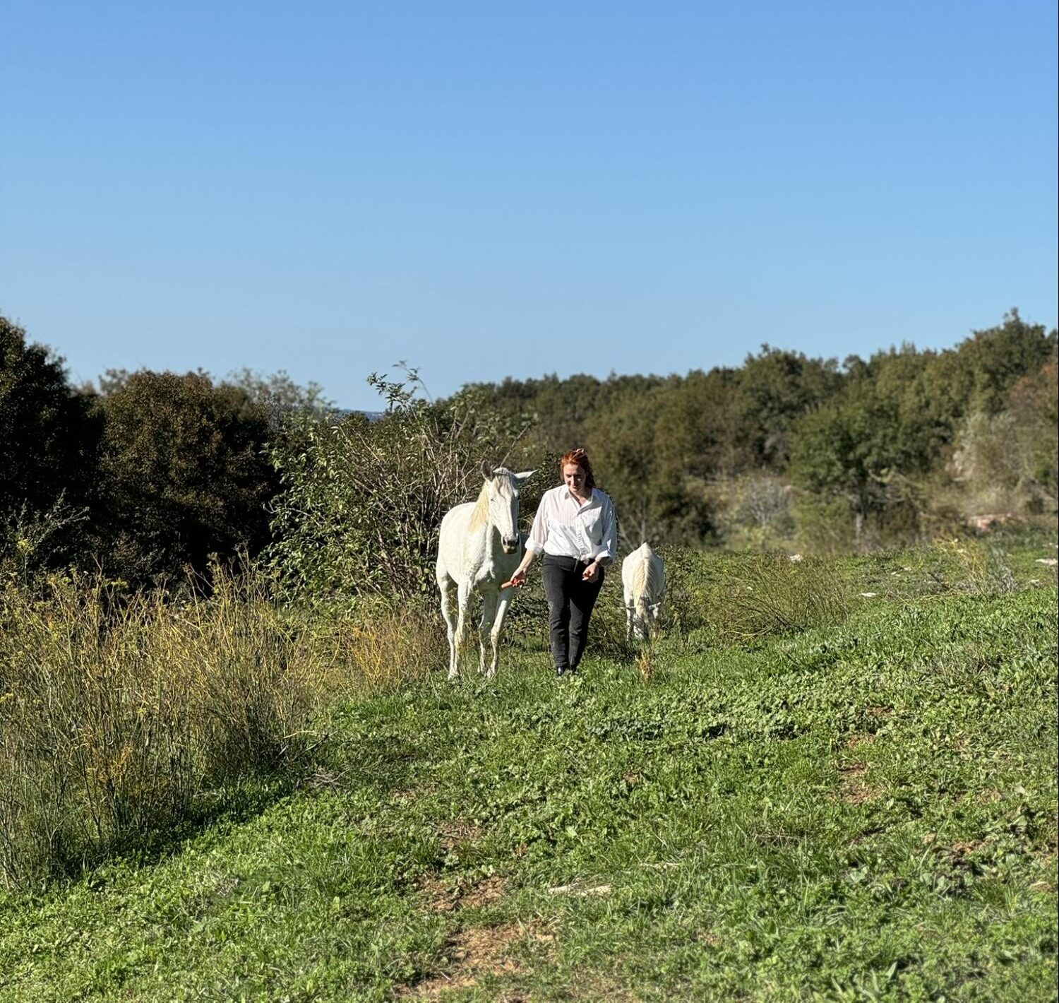 Woman walking with white horses through a green meadow in the Istrian countryside on a sunny day.
