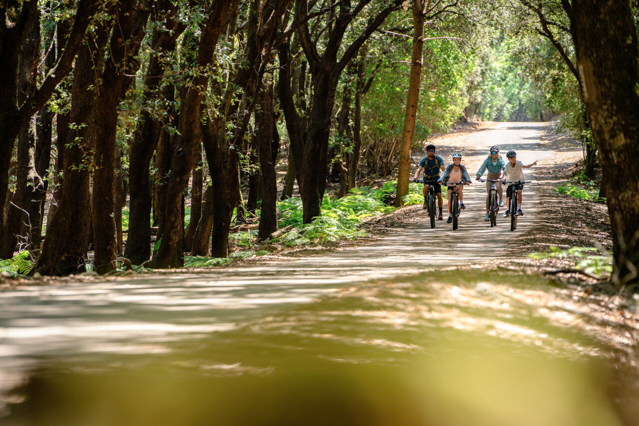 Four cyclists ride along a sun-dappled paved path through a dense Kalifront forest.