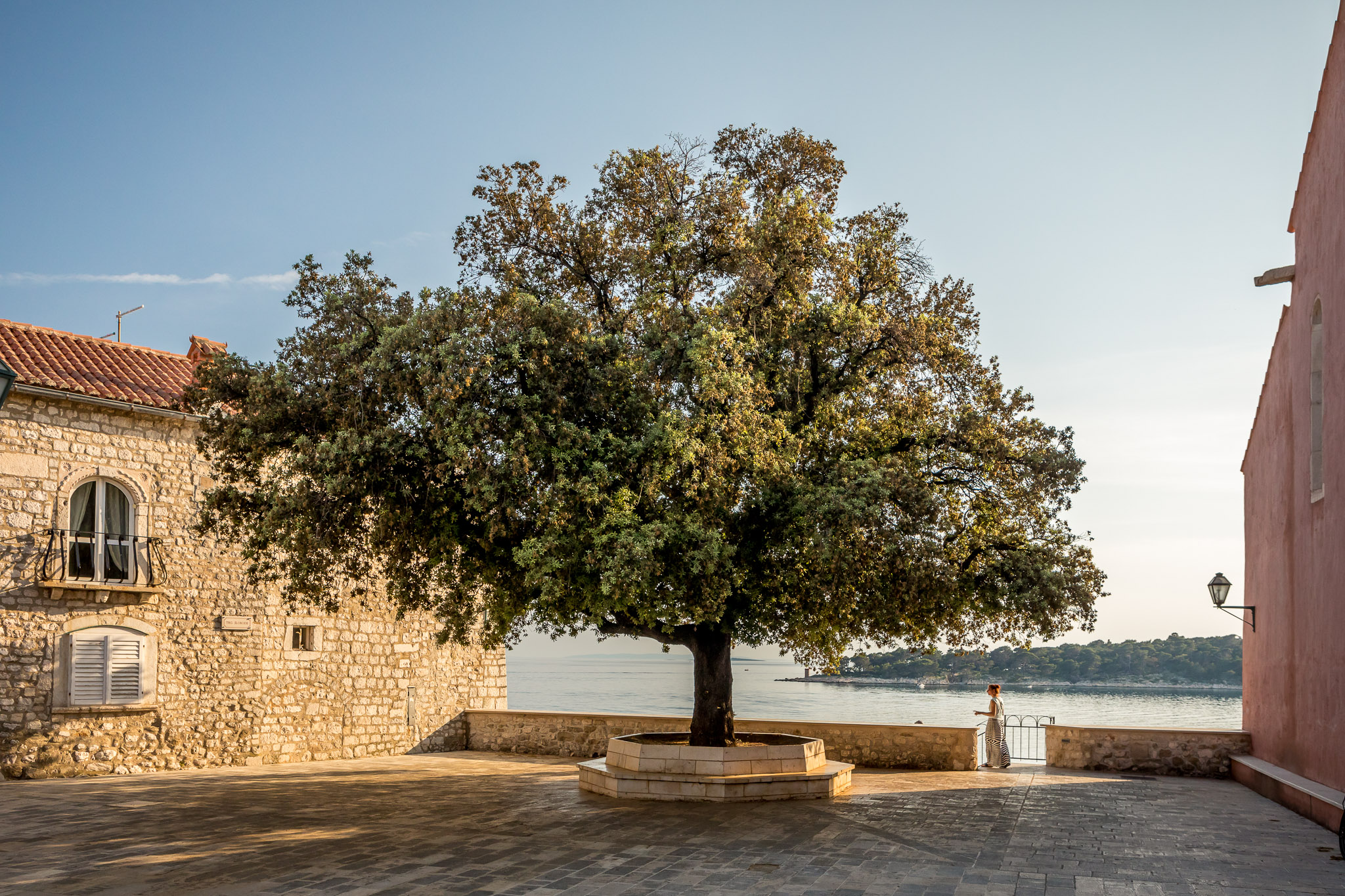 Large tree in a quiet stone square by the sea in Rab Town